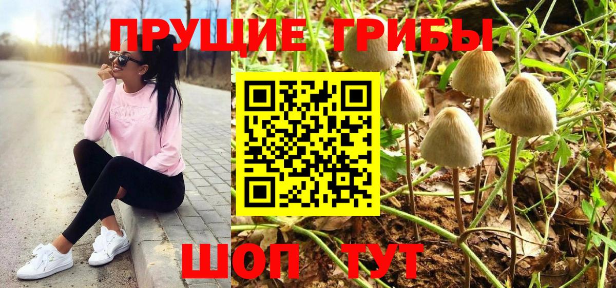 Псилоцибиновые грибы Psilocybine cubensis Шадринск